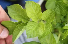 niedobór siarki ziemniak