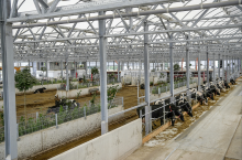 Bardzo przepuszczalna dla światła membrana dachowa składa się z jedenastu półokrągłych łuków, z których cztery można otworzyć w celu wentylacji. ”Ciepło spowodowane nasłonecznieniem nie stanowiło dotąd problemu” – relacjonują kierownicy gospodarstwa. Nawet przy temperaturze powyżej 30 °C powietrze w oborze pozostawało przyjemne.