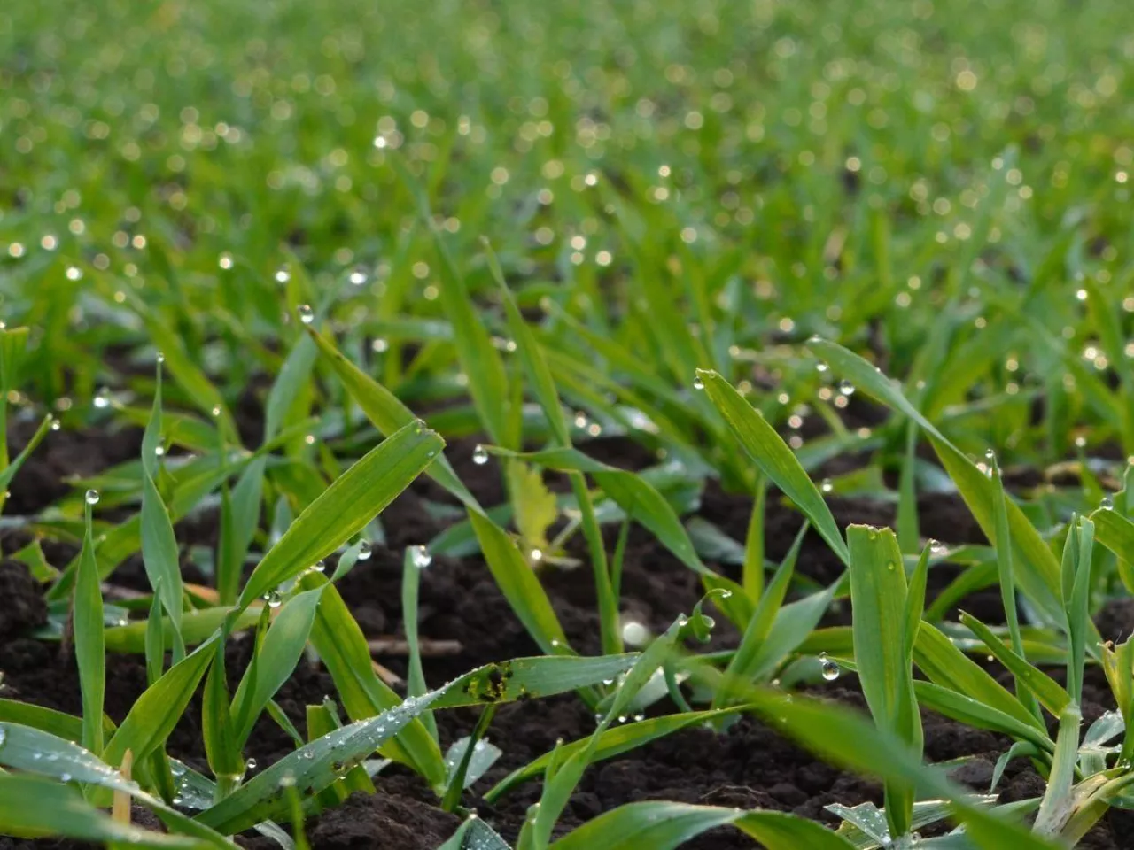 Jakie mikroelementy stosować w zbożach na wiosnę?
