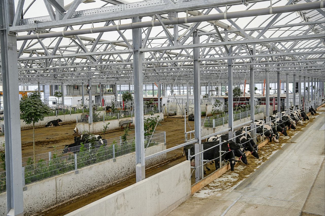 Bardzo przepuszczalna dla światła membrana dachowa składa się z jedenastu półokrągłych łuków, z których cztery można otworzyć w celu wentylacji. ”Ciepło spowodowane nasłonecznieniem nie stanowiło dotąd problemu” – relacjonują kierownicy gospodarstwa. Nawet przy temperaturze powyżej 30 °C powietrze w oborze pozostawało przyjemne.