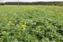 Gorczyca białą w międzyplonie