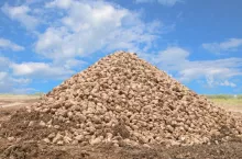 buraki cukrowe, rynek cukru