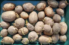 sadzeniaki, bakterioza