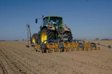 Siew buraka cukrowego: kiedy? Jak gęsto siać?