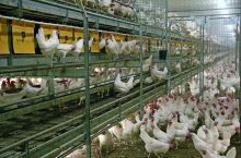 Fiński sojusz producentów drobiu ma zamiar zwiększyć liczbę kur do ponad pół miliona sztuk!