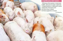 okładka top świnie