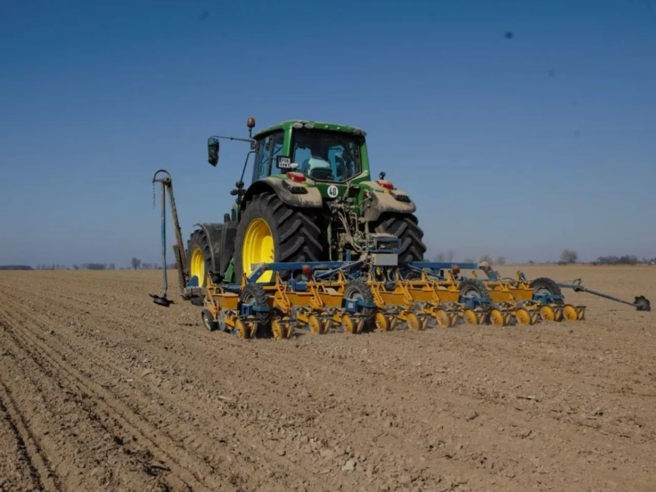 Siew buraka cukrowego: kiedy? Jak gęsto siać?