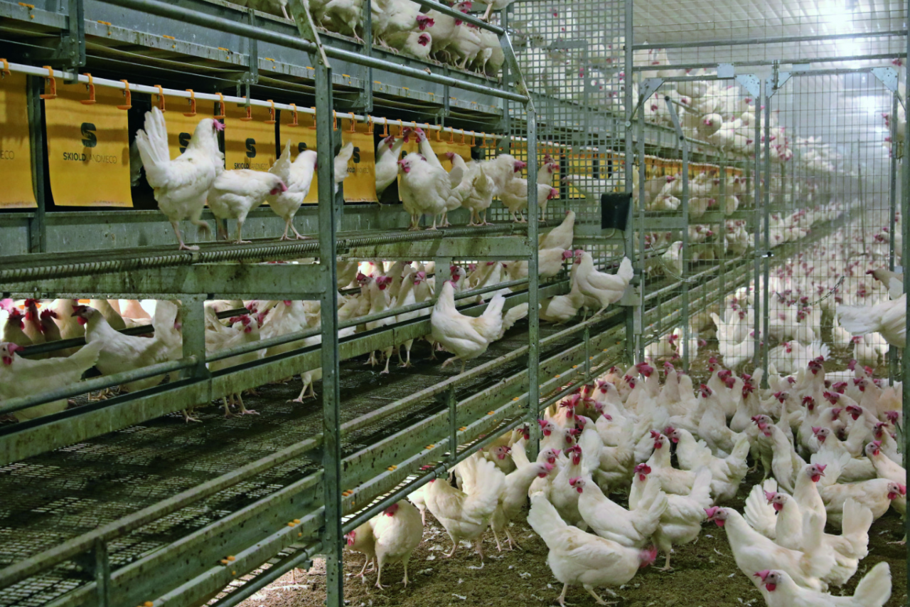 Fiński sojusz producentów drobiu ma zamiar zwiększyć liczbę kur do ponad pół miliona sztuk!