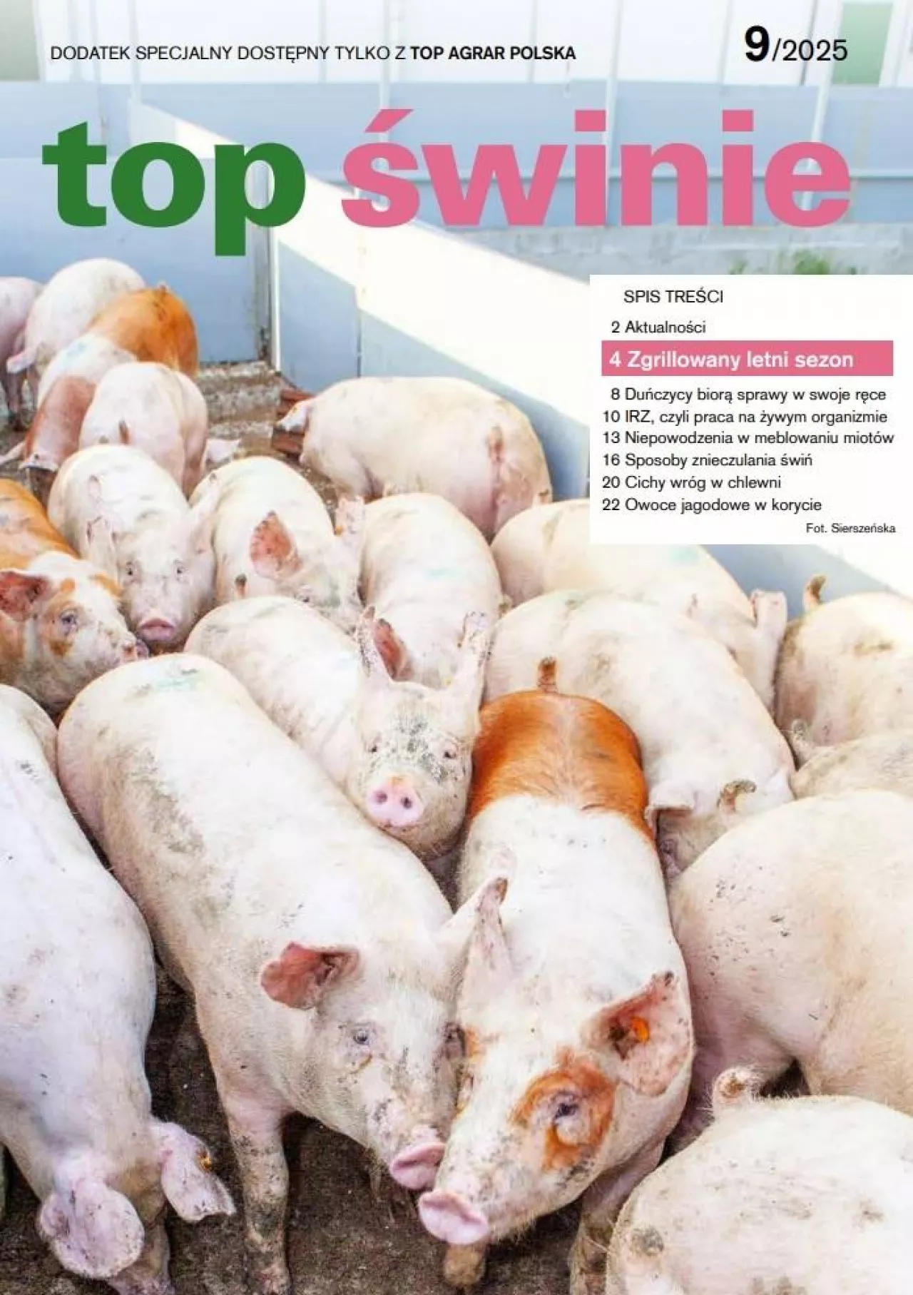 okładka top świnie