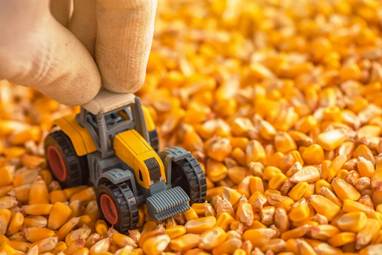 Transport kukurydzy: jak wysoko można załadować przyczepę?