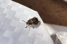 Strąkowiec grochowy.