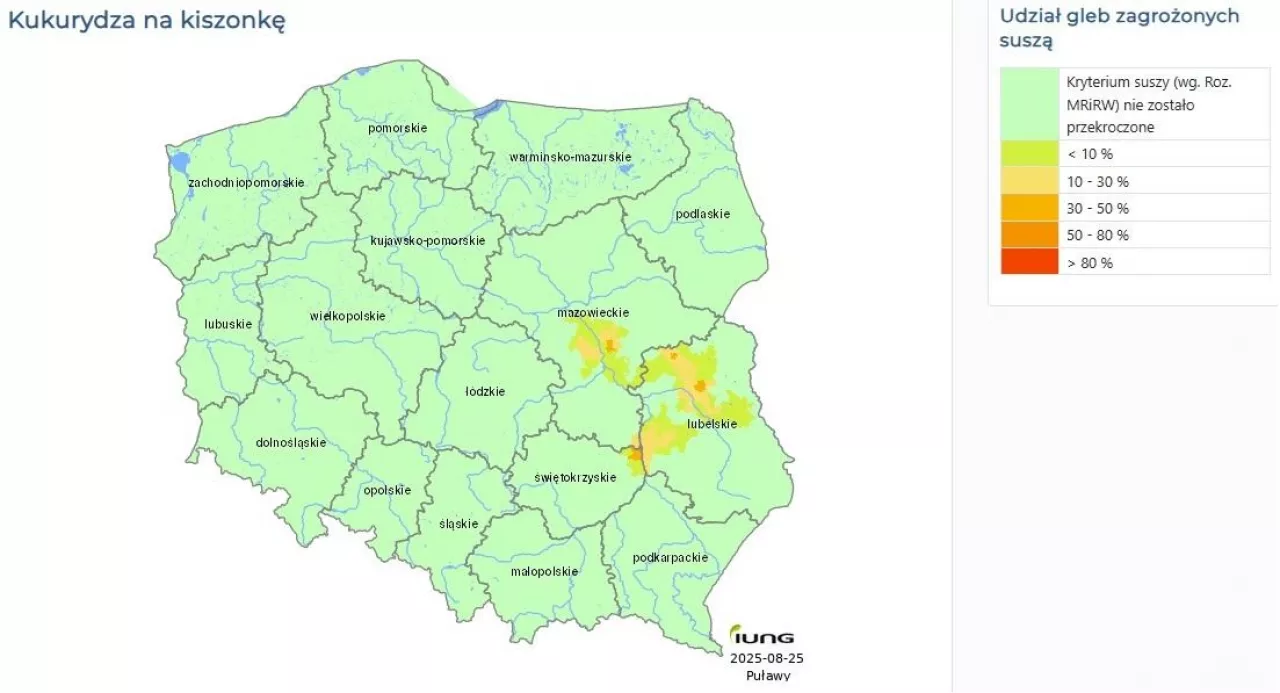 Susza 2025 kukurydza na kiszonkę