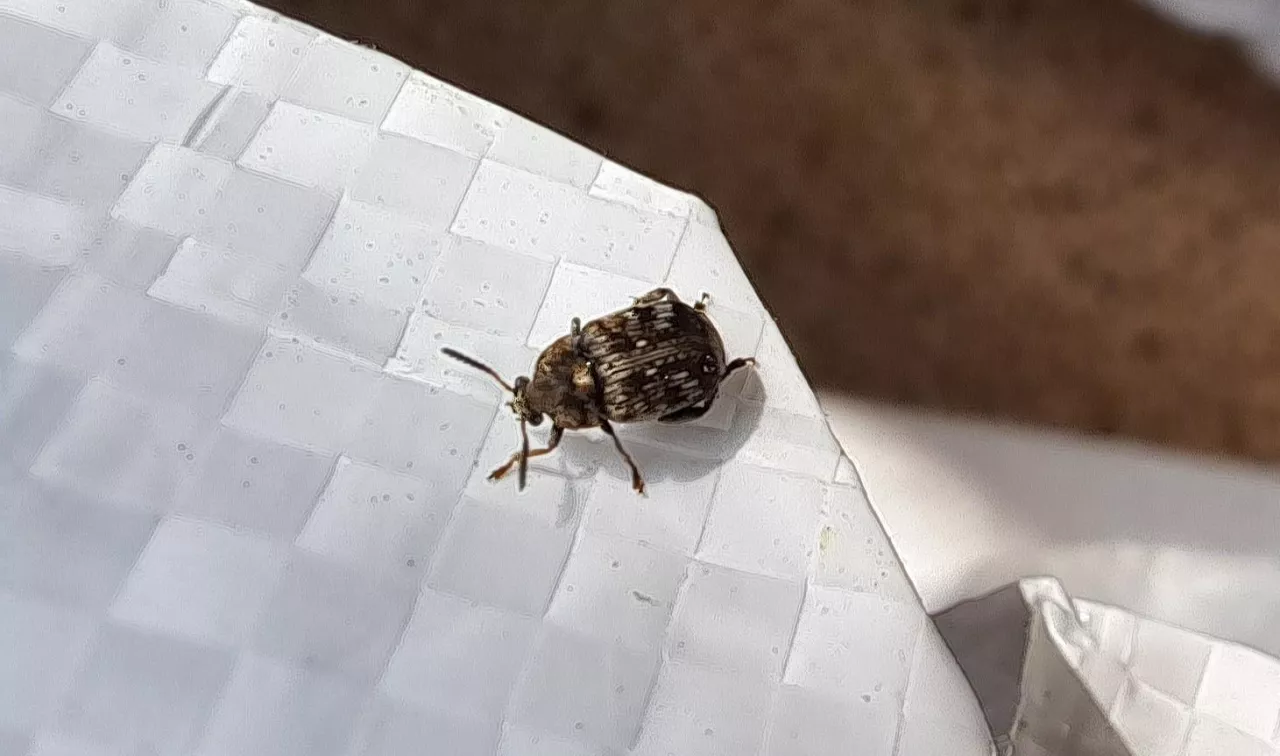 Strąkowiec grochowy.