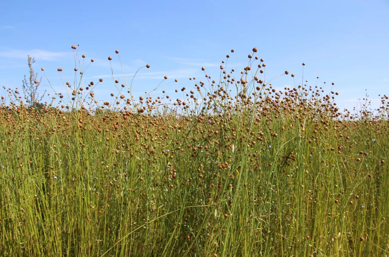 Opłacalność uprawy lnu włóknistego. Hektarów jak na lekarstwo, a potencjał ogromny