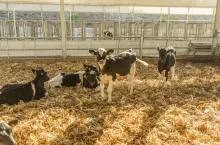 Cielęta w chlewni
