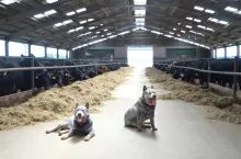 Australian cattle dog w AG Hodowli Spółdzielni w Borkach.