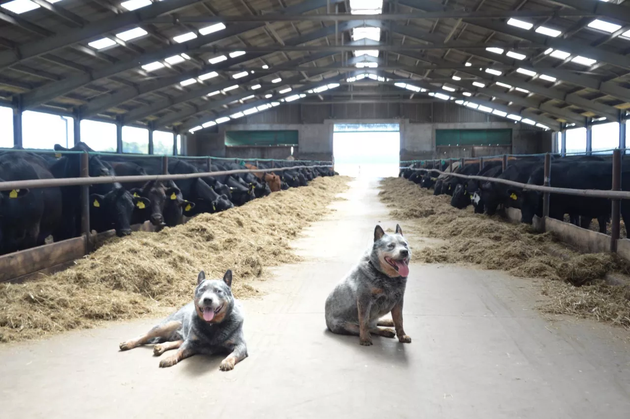 Australian cattle dog w AG Hodowli Spółdzielni w Borkach.