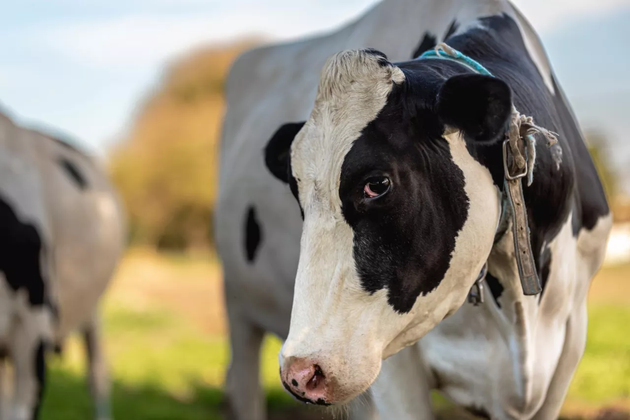 Ranking największych mleczarni na świecie. Kto wiedzie prym?