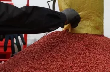 materiał siewny kwalifikowany