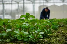 Jakie obowiązki KRUS dla rolników prowadzących dział specjalny produkcji rolnej?