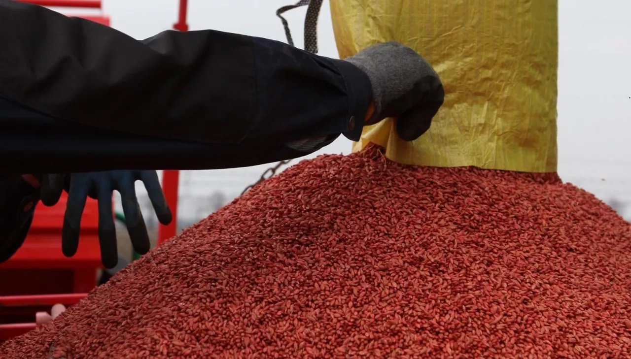 materiał siewny kwalifikowany