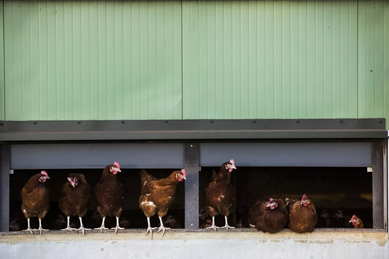 Kurczaki z wolnego wybiegu wychodzące z kurnika.