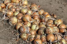 cebula, import cebuli, uprawa cebuli