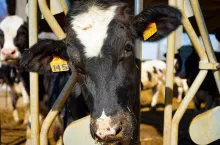 Krowa mleczna w oborze z żółtymi kolczykami identyfikacyjnymi w uszach. W tle widać inne krowy.