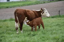 Mleczność matki w dużej mierze decyduje o przyrostach cielęcia