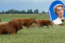 Krowy mięsne na pastwisku w Europie – symbol lokalnej produkcji zagrożonej przez umowę UE–Mercosur. Rolnicy ostrzegają przed nieuczciwym importem wołowiny z Ameryki Południowej. Wstawka z przewodniczącą KE Ursulą von der Leyen podkreśla rolę Komisji Europejskiej w forsowaniu kontrowersyjnego porozumienia handlowego.