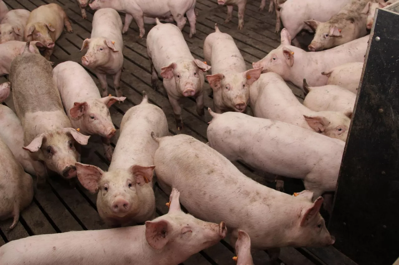 ASF pustoszy Estonię. Dramat hodowców narasta