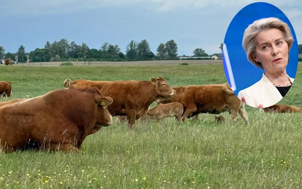 Krowy mięsne na pastwisku w Europie – symbol lokalnej produkcji zagrożonej przez umowę UE–Mercosur. Rolnicy ostrzegają przed nieuczciwym importem wołowiny z Ameryki Południowej. Wstawka z przewodniczącą KE Ursulą von der Leyen podkreśla rolę Komisji Europejskiej w forsowaniu kontrowersyjnego porozumienia handlowego.