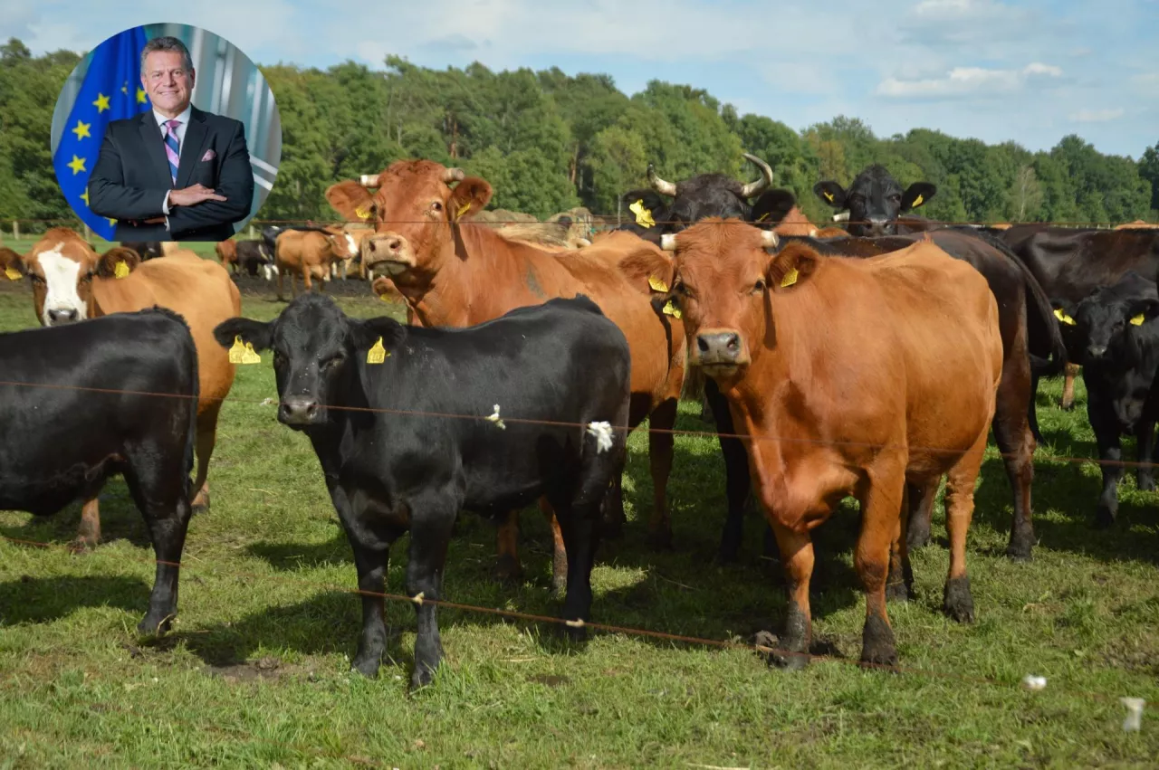 Krowy mięsne na pastwisku – symbol obaw europejskich rolników związanych z importem wołowiny z krajów Mercosuru. W lewym górnym rogu wstawiono zdjęcie komisarza UE ds. handlu Marosza Szefczowicza, który ogłosił, że Komisja wprowadzi limity i monitoring importu.