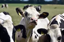 bydło mleczne na pastwisku