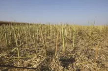 Skoszony rzepak na polu