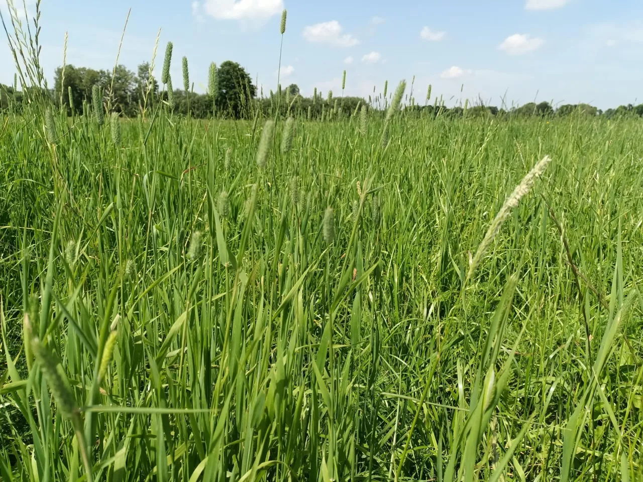 nawożenie, nawożenie łąki, łąka, agrotechnika łąka
