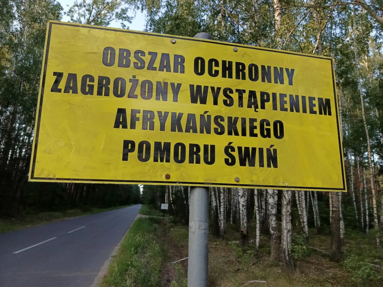 ASF na ogromnej fermie świń. Kolejny kraj ma poważne kłopoty!