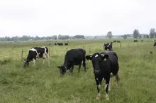 Krowy rasy HF na wypasie na naturalnym pastwisku. Typowy krajobraz gospodarstw mlecznych w Europie.