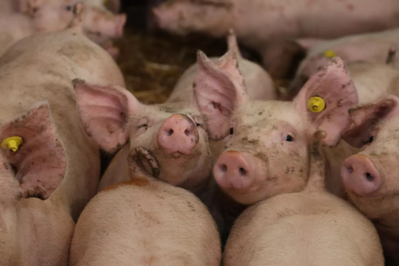 świnie, tuczniki, tucz, chlewnia, trzoda chlewna 