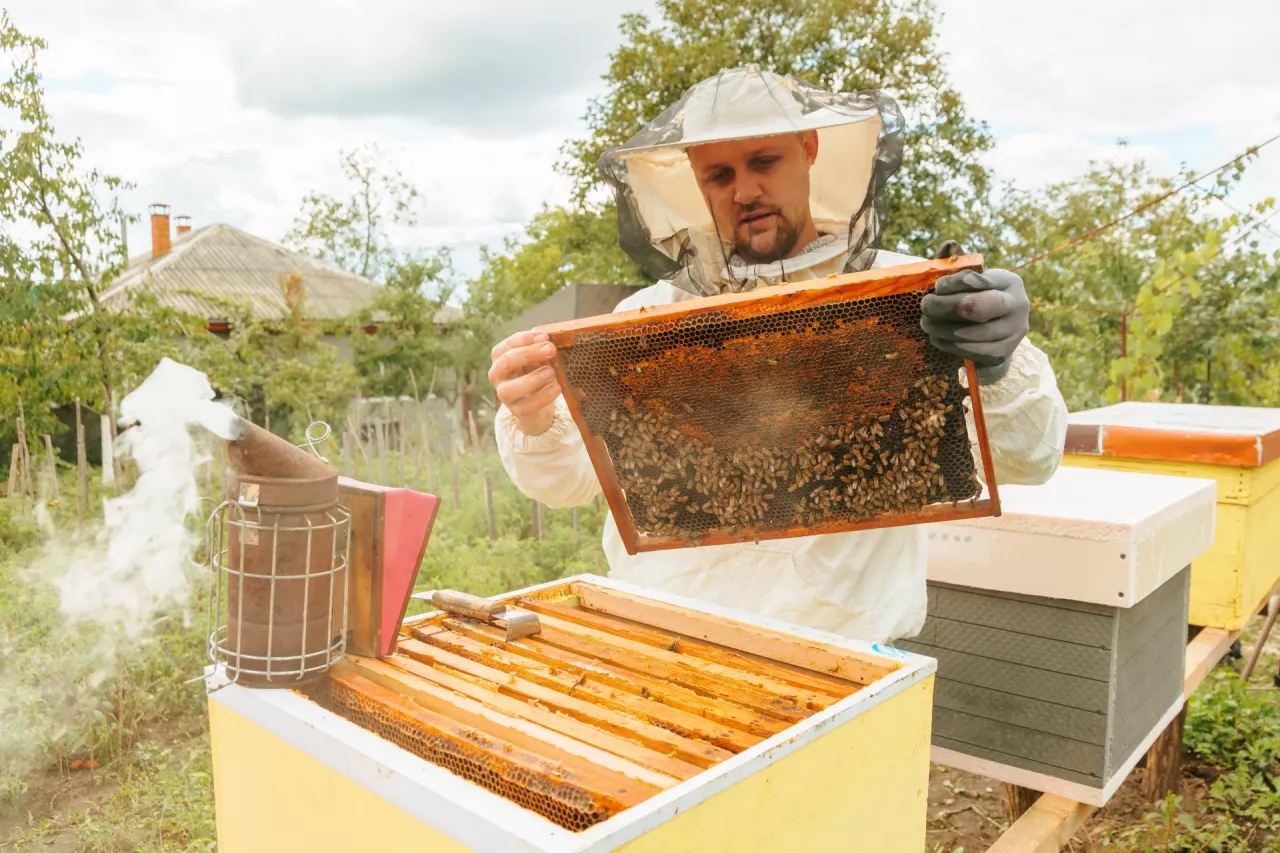 Czy pszczelarz musi ubezpieczyć się w KRUS?