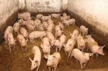 reportaż Ogińśki tuczniki głęboka ściółka