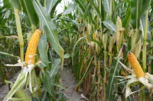 kukurydza, plantacja, rośliny, uprawa