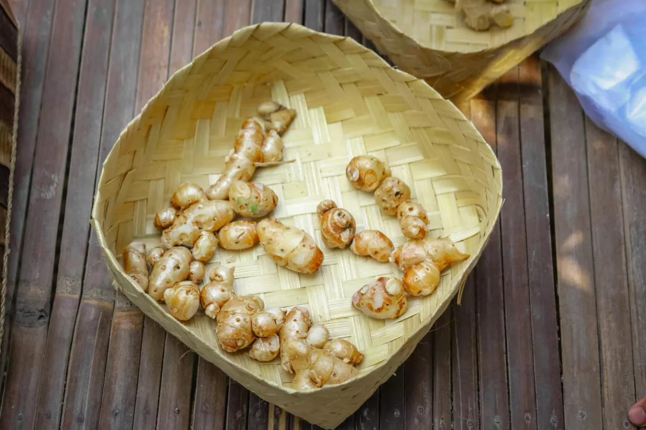 Kłącza galalgalu przeznaczone na sprzedaż