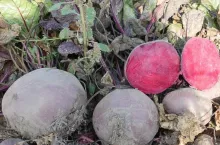 Burak ćwikłowy, okrągły