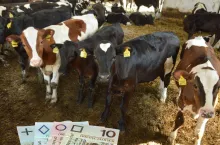 Rolnicy zaczynają mieć problem z kupowaniem cieląt