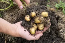 System korzeniowy i bulwy ziemniaka
