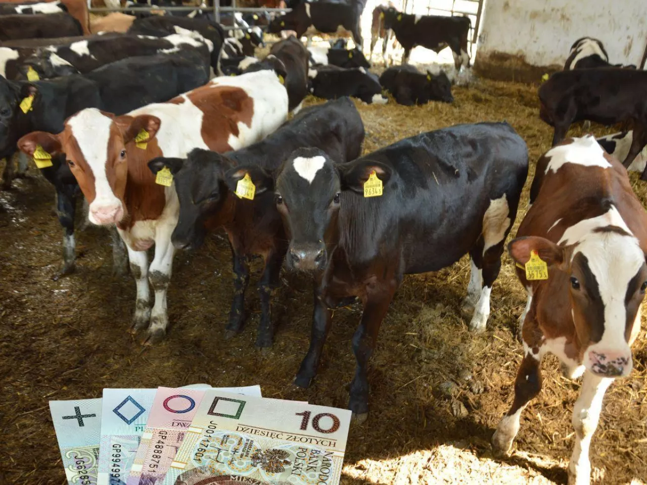 Rolnicy zaczynają mieć problem z kupowaniem cieląt