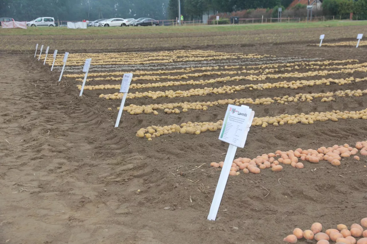 Kolekcja odmian ziemniaka
