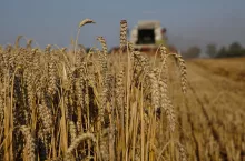 Łan koszonej pszenicy