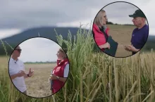 chwasty jednoliścienne w zbożach, pogotowie polowe tap